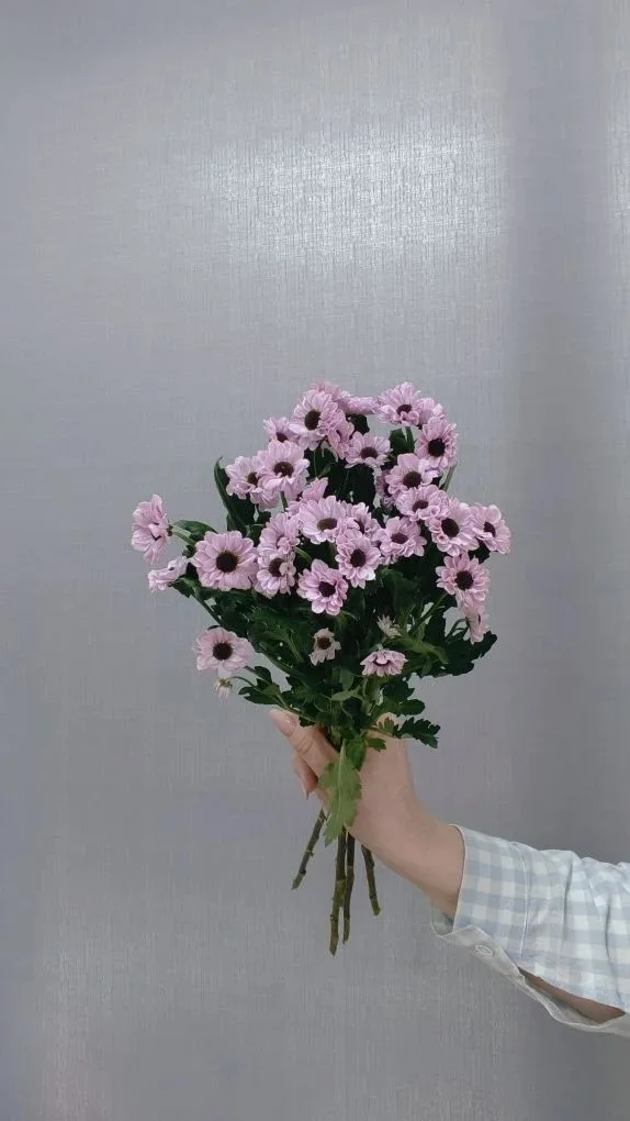 Хризантема сантини